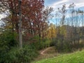 Colorful trees during autumn in Wisconsin