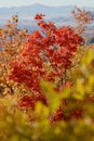 Colorful trees in Rocky Mountains near Provo, Utah Royalty Free Stock Photo