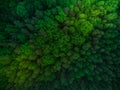 Colorful trees in spring forest,top down aerial Royalty Free Stock Photo
