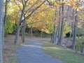 Colorful trees