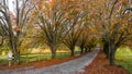 Colorful trees lining coutry lane Royalty Free Stock Photo