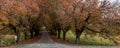 Colorful trees lining coutry lane Royalty Free Stock Photo