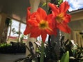 A colorful trio of Amaryllis