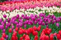 Colorful Triumph tulips