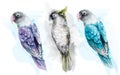 Colorful tropic parrot birds watercolor Vector. Beautiful exotic set collections