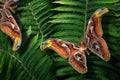 Colorful tropical background. Bright Atlas butterflies on a green fern leaves. Attacus atlas. Atlas moth. Royalty Free Stock Photo