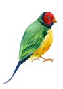 Colorful tropical birds. Amadines watercolor illustration. Australia amadina bird