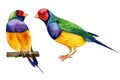 Colorful tropical birds. Amadines watercolor illustration. Australia amadina bird