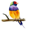 Colorful tropical birds. Amadines watercolor illustration. Australia amadina bird