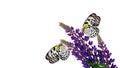 Colorful tropical butterflies on bright blue flowers isolated on white. Butterflies on lupine flowers. Rice paper butterfly. Large Royalty Free Stock Photo