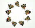 Colorful tropical butterflies Callicore peristera arranged in a circle isolated. Butterflies with the number 8 on their wings.