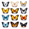 Realistic Butterfly Set With Vibrant Colors - Vector Illustration Royalty Free Stock Photo