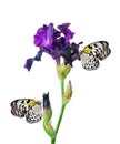 Colorful tropical butterflies on purple iris flower isolated on white. Butterfly on flowers. Rice paper butterfly. Large tree nymp Royalty Free Stock Photo