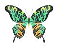 Colorful Tropical Butterfly, Beautiful Flying Insect Decorative Element Vector Illustration