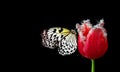 Colorful tropical butterfly on bright red tulip in water drops isolated on black. butterfly on a flower. Rice paper butterfly. Lar Royalty Free Stock Photo