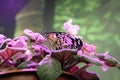 Colorful, tropical butterfly in the colors of the violets. Butterfly in pink flowers. Royalty Free Stock Photo