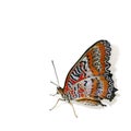 Colorful tropical butterfly isolated Royalty Free Stock Photo