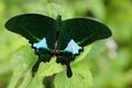 Colorful tropical butterfly Papilio paris standing on a leaf, Thailand Royalty Free Stock Photo