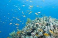 A colorful tropical coral reef scene with Anthias. Royalty Free Stock Photo