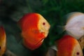 Colorful tropical discus fish Royalty Free Stock Photo