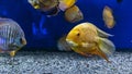 Colorful Discus Fish swimming in the aquarium Royalty Free Stock Photo