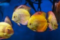 Colorful Discus Fish swimming in the aquarium Royalty Free Stock Photo