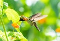 Colorful, tropical, and exotic hummingbird feeding on wild Lantana flowers surrounded by foliage. Royalty Free Stock Photo