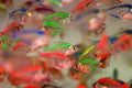 Colorful tropical fish Royalty Free Stock Photo