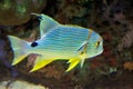 Colorful tropical fish Royalty Free Stock Photo