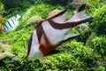 Colorful tropical fish