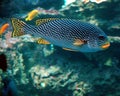 Colorful tropical fish Royalty Free Stock Photo