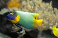 Colorful tropical fish angelfish