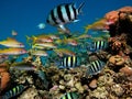 Colorful tropical fish on a coral reef, amazingly beautiful fairy world. In the coral gardens of the Red Sea. Royalty Free Stock Photo