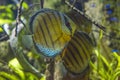 Colorful tropical fish Royalty Free Stock Photo