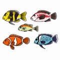 Colorful tropical fish illustrated against white background, vibrant marine life hand drawn. Set Royalty Free Stock Photo