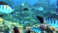 Colorful tropical fish, ocean coral reef. Butterflyfish, shoal of Sergeant Major Pintano fish, close up. Beautiful stripped