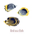 Colorful tropical fish of the Red Sea, Pacific and Indian Oceans, lives near corals. Royalty Free Stock Photo