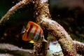 Colorful tropical fishes and coralls underwater