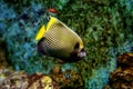 Colorful tropical fishes and coralls underwater