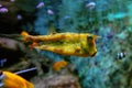 Colorful tropical fishes and coralls underwater