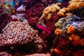 Colorful tropical fishes and coralls underwater