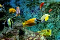 Colorful tropical fishes and coralls underwater