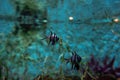 Colorful tropical fishes and coralls underwater