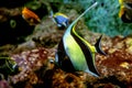 Colorful tropical fishes and coralls underwater