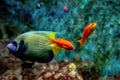 Colorful tropical fishes and coralls underwater