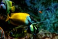 Colorful tropical fishes and coralls underwater