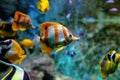 Colorful tropical fishes and coralls underwater