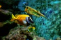 Colorful tropical fishes and coralls underwater