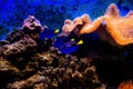 Colorful tropical fishes and coralls underwater