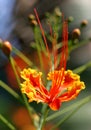 Colorful tropical flower